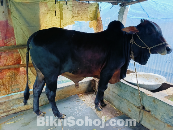 কুরবানীর পশু